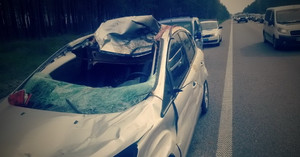 На трасі Київ-Чоп у Житомирській області Ford збив лося: тварина загинула, а водій з пасажиром травмувались