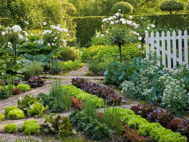 Сад и огород: что посадить новичку на своей участке?