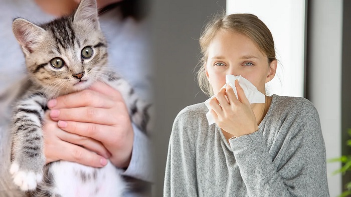 Алергія на котів: розпізнавання симптомів і пошук допомоги